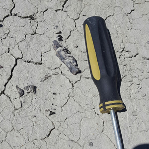 Palaeosinopa in situ with a screw diver next to it for reference.