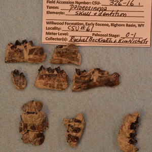 1 Palaeosinopa TOP Lower jaws & teeth BOTTOM cranial materials & maxillary dentition label is 2.4 inches long.