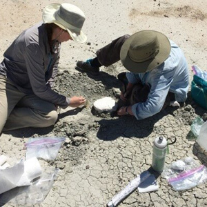 A plaster jacket is being placed around the Palaeosinopa fossil by Rachel Bockrath and Kimberly Nichols.