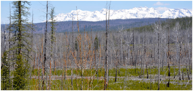 Post-fire western larch-lodgepole pine forests, Glacier National Park