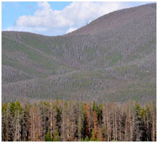 Landscape patterns of MPB severity in relation to
differences in fire history, Shadow Mountain, RMNP