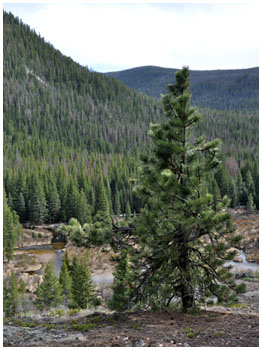 Ponderosa pine seedling, west slope,
Northern Front Range