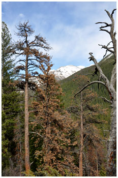MPB-killed ponderosa pine, west slope,
Northern Front Range