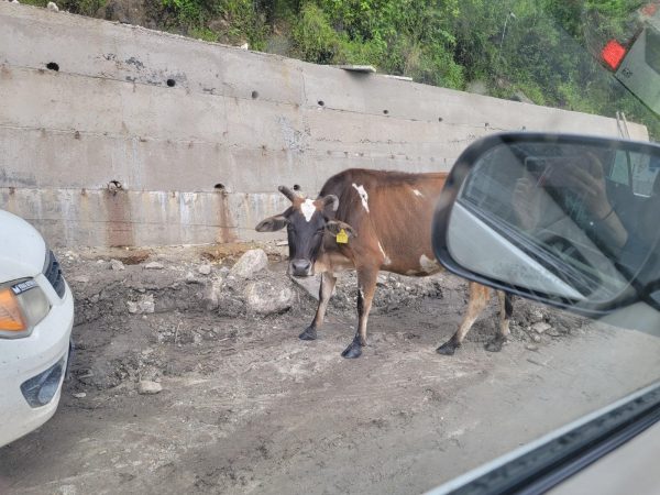 Cattle along a road in India.