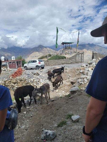 Some donkeys along the roadside in northern India.