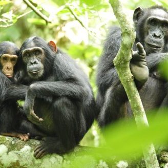 Except for humans, every great ape is endangered—many at great risk of going extinct. There are fewer than 300,000 chimpanzees living in the wild. USAID Africa Bureau/Wikimedia Commons