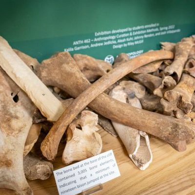 Bison bone fragments
