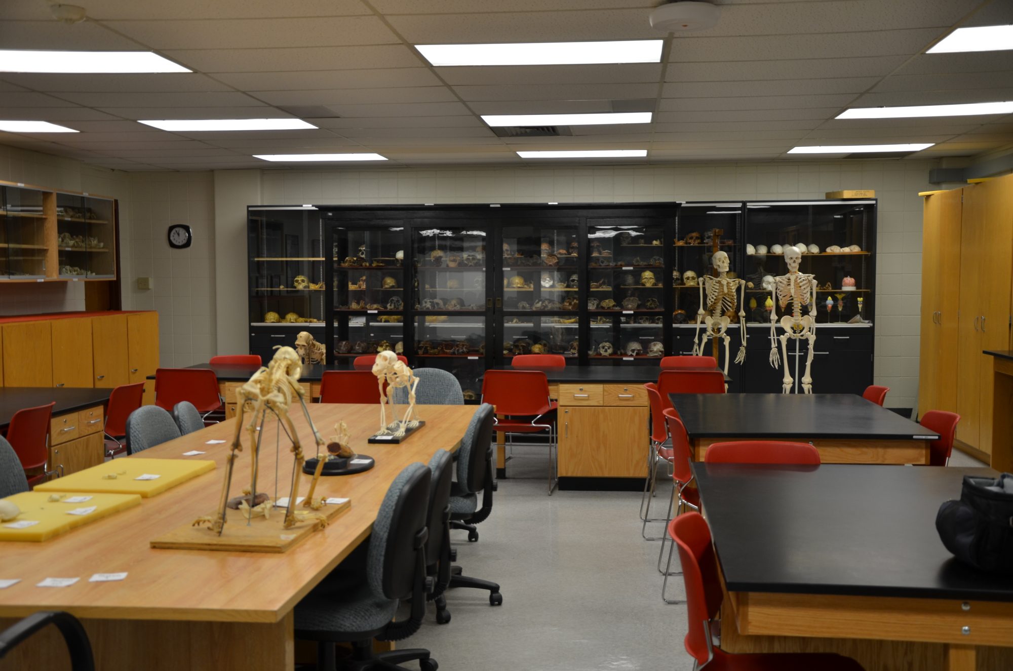 Anthropology lab with various bone and skull casts of primates