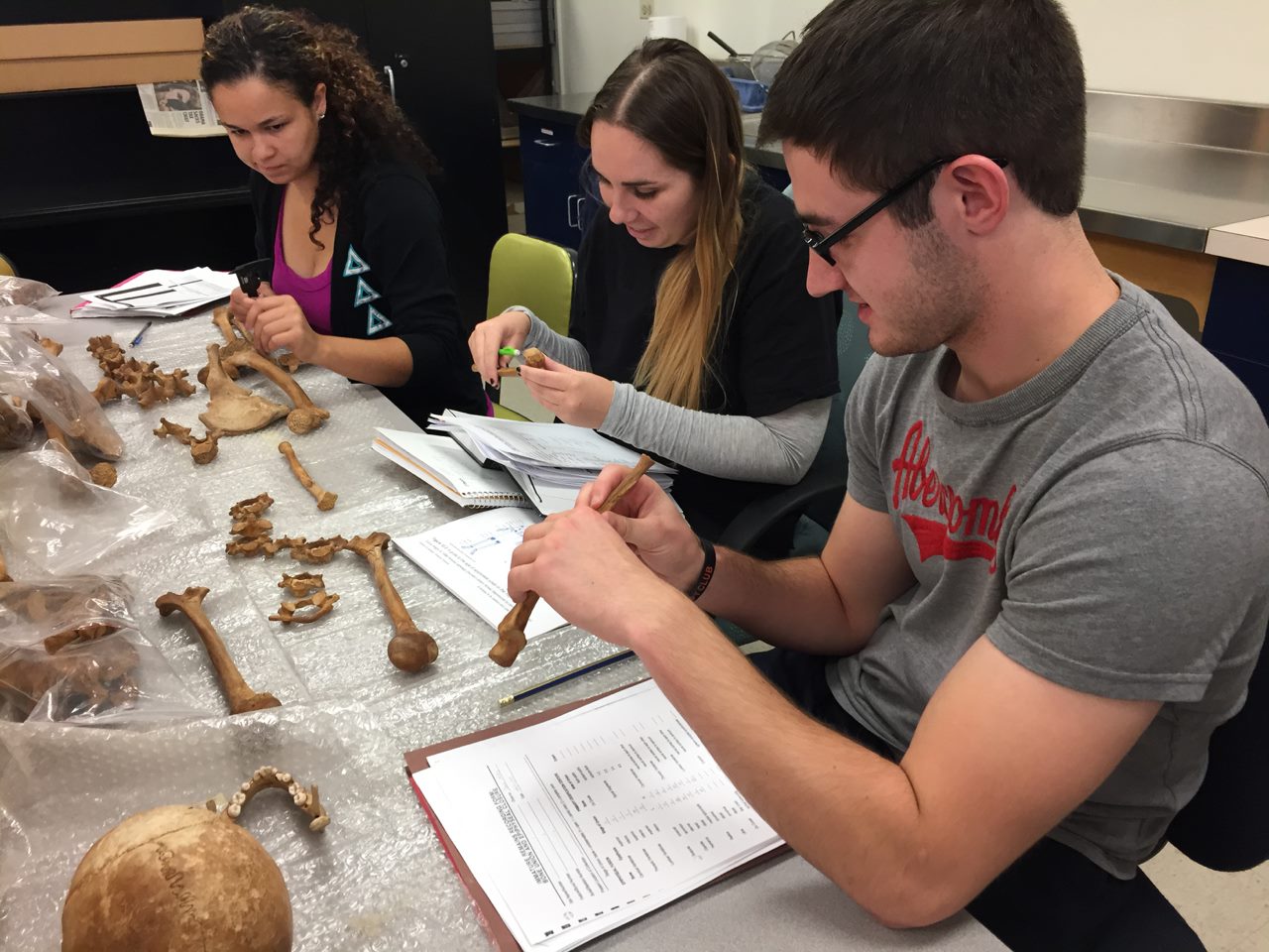 Students examining bones from a skeleton in a lab