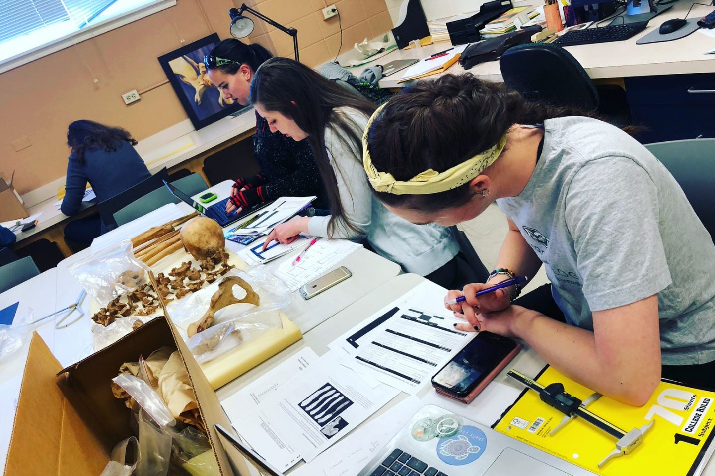 Students working with bones in the Human Osteology Lab