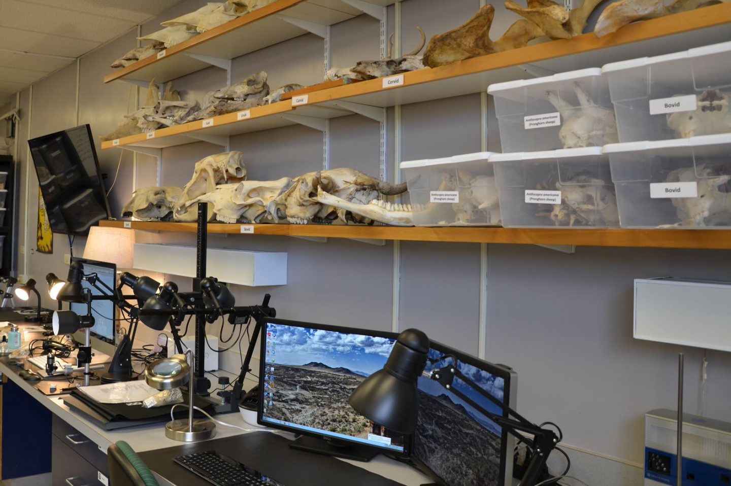 Skeletal remains of animals on shelves in the Zooarchaeology Lab
