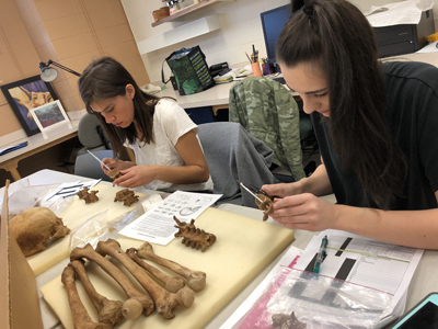 Students using calipers in the Human Osteology Lab during Forensics (ANTH 275)