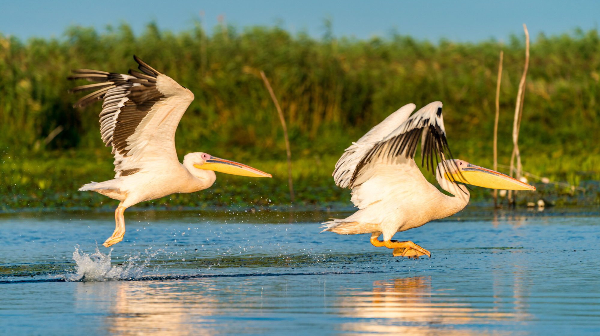 banner image of two pelicans flying low to water