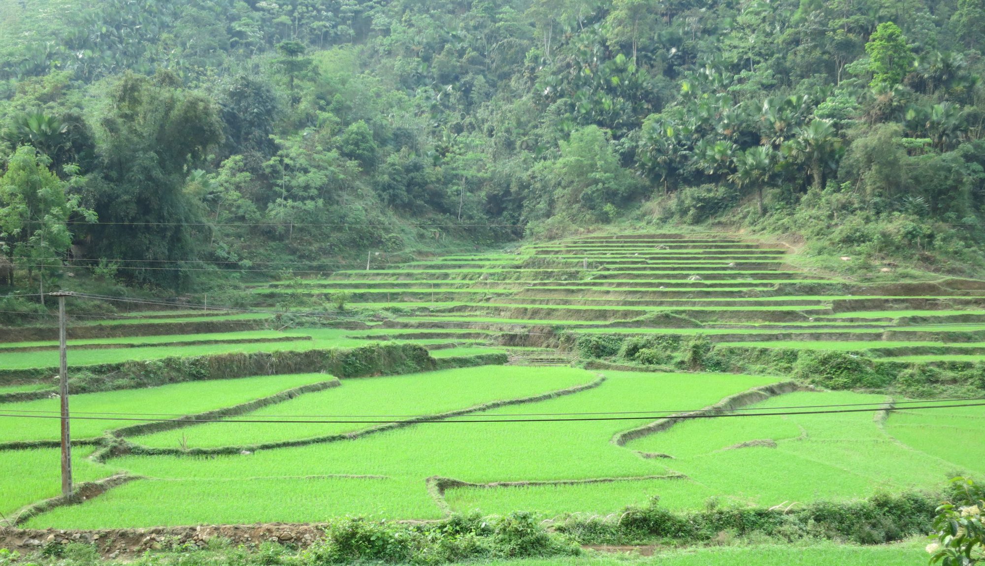 photo of terraced farmland in Southeast Asia