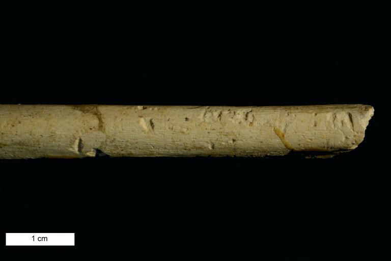 Cannibalism, ritual, or both: The Neandertal debate continues at Krapina Cave