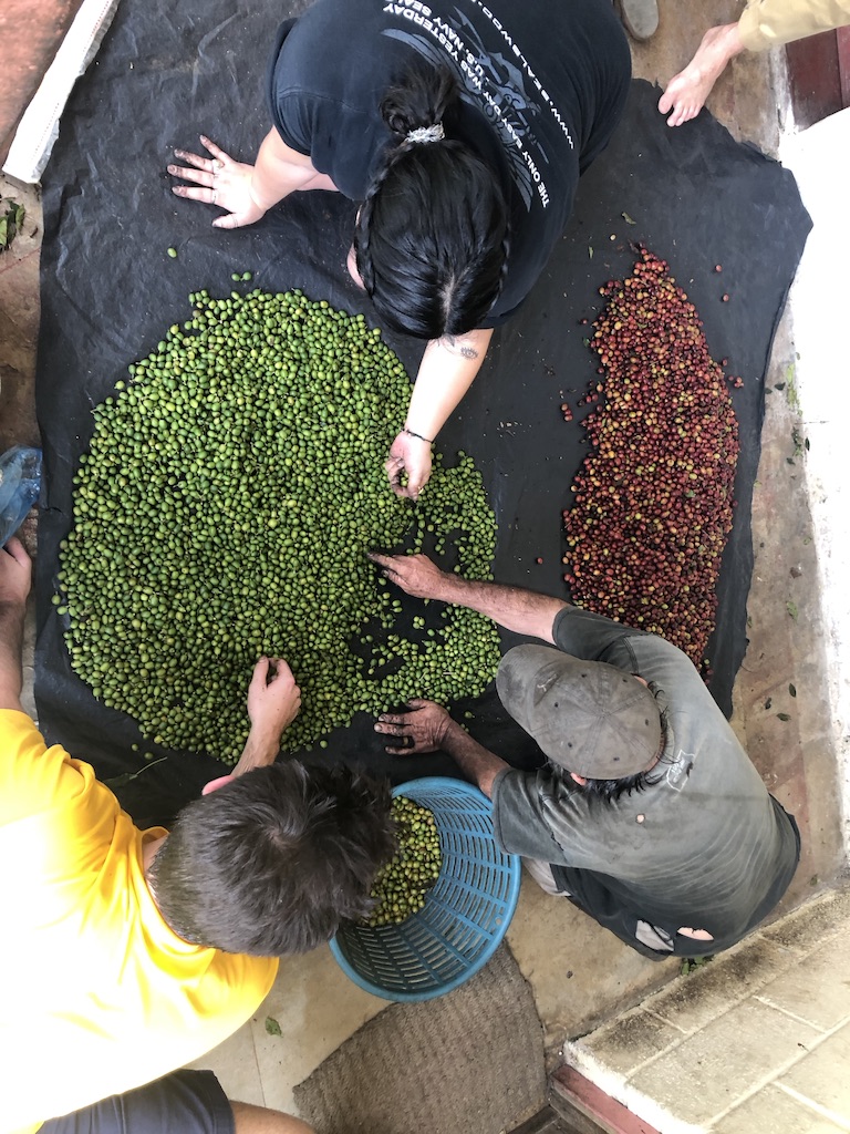Image of people sorting coffee beans