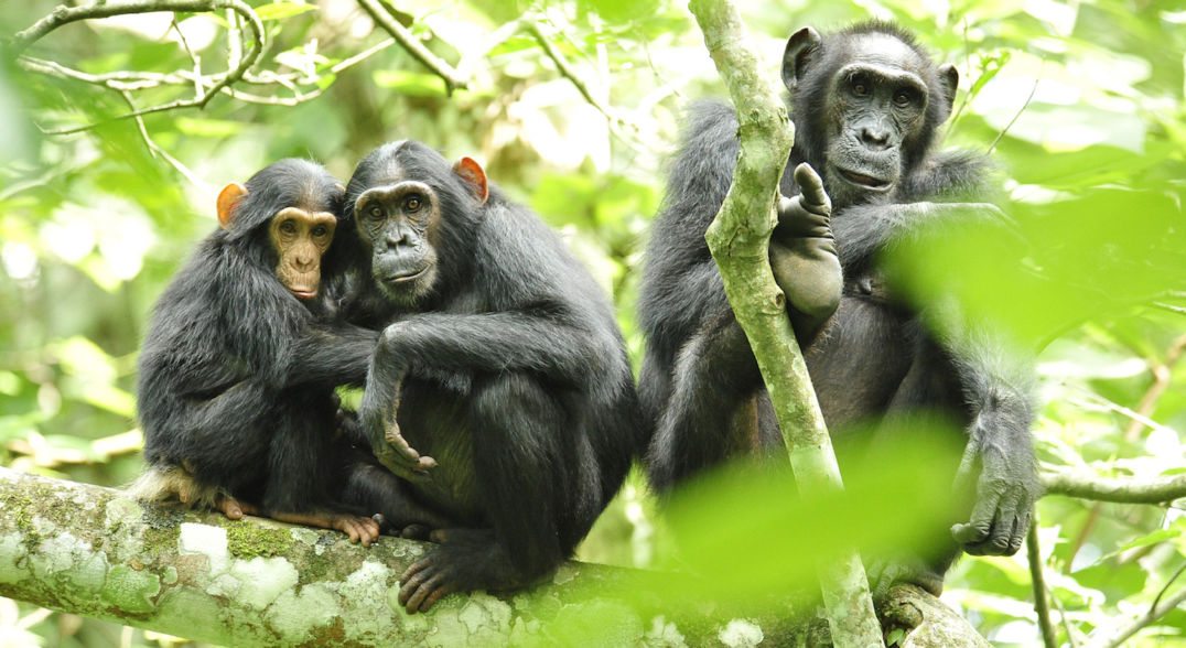 How Apes Reveal Human History