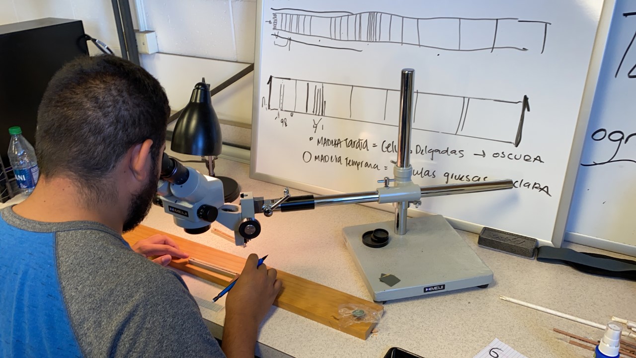 Guatemala climate scientists look to tree rings for answers at CSU 