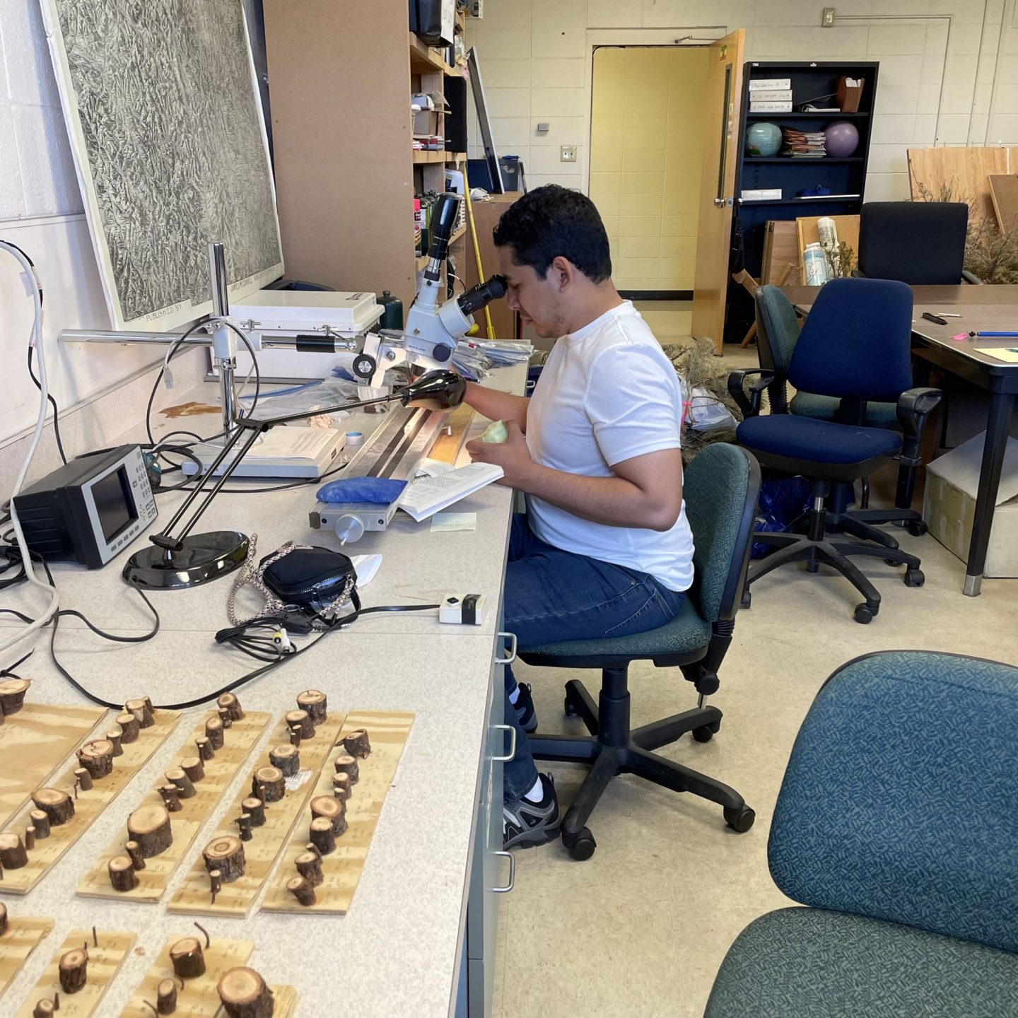 Man looking at tree cores in microscope in lab