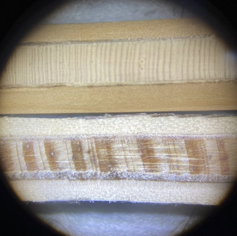 Tree core samples from a Western U.S. tree (top) and from a tropical pine (bottom)