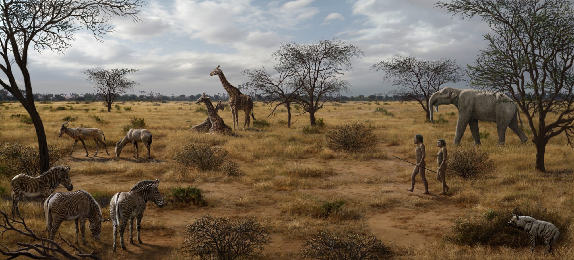 Artist depiction of East Africa during time of H erectus