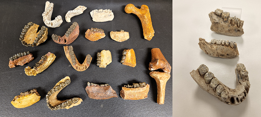 Take a tour of the Frayer Collection
