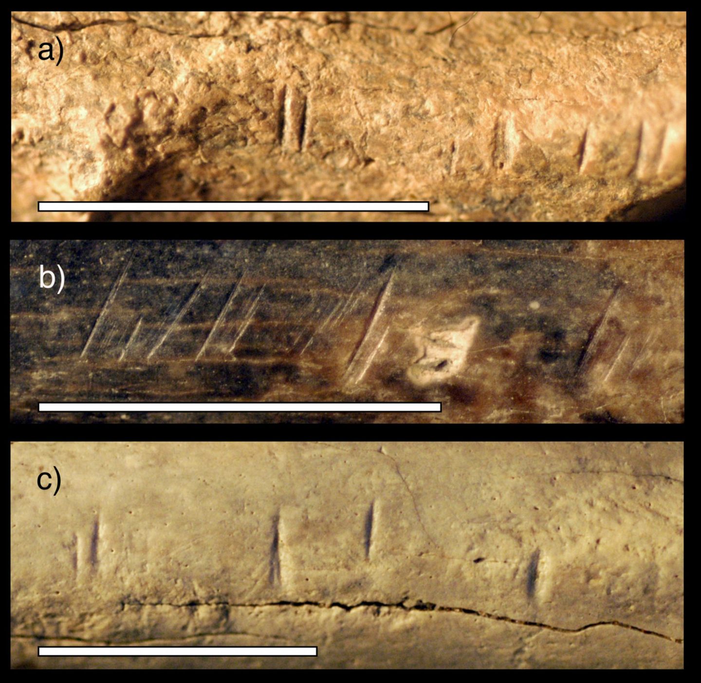 Image of three bones vertically labeled a, b, c and showing different cut marks at close view