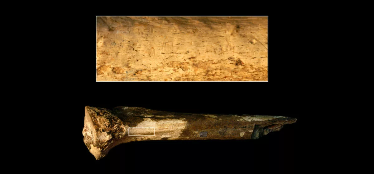 Bone reveals possible cannibalism among ancient relatives of humans