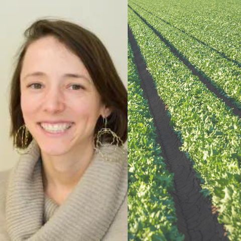 Composite of professor on left and cornfield on right