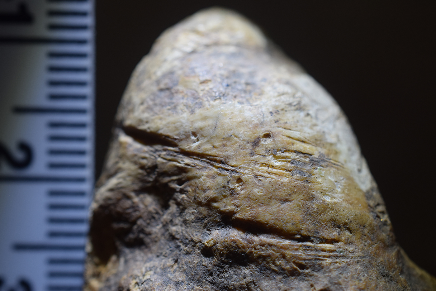 New evidence suggests early human ancestors were present in Europe 200,000 years earlier than previously thought