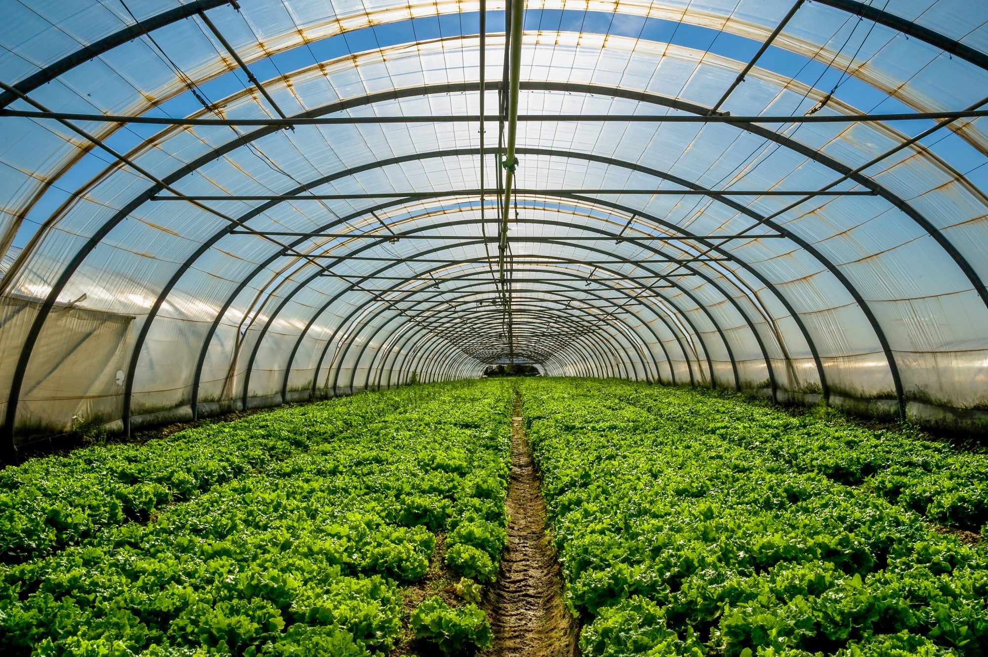 Conversations on agricultural labor in prisons and cannibalistic behavior from early humans