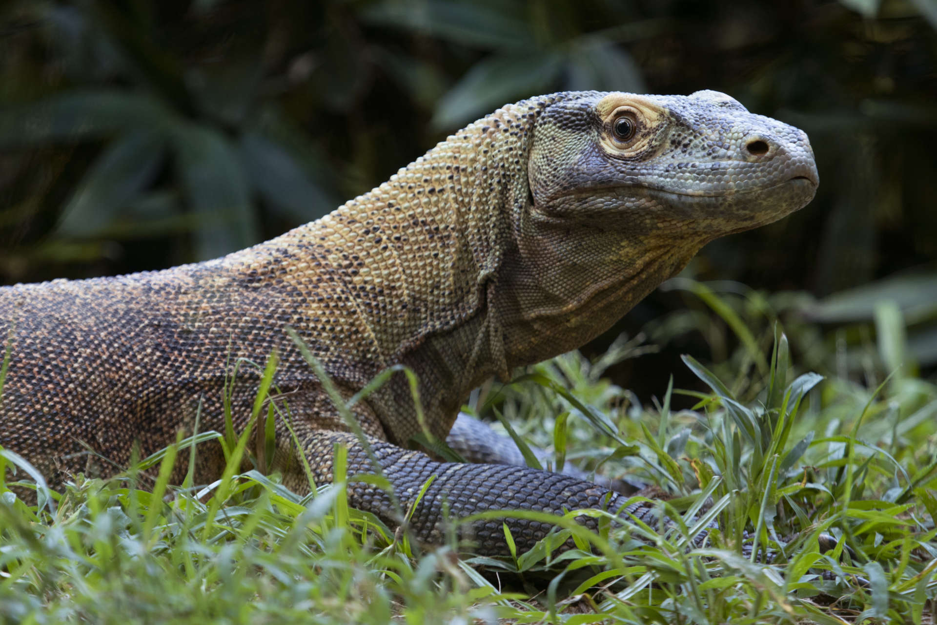 Researchers challenge beliefs about the hunting habits, fire use of ‘hobbits’